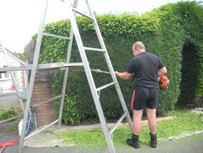 trimming the hedges