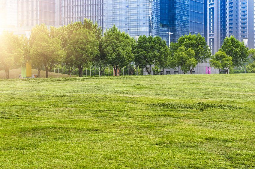 lawn area