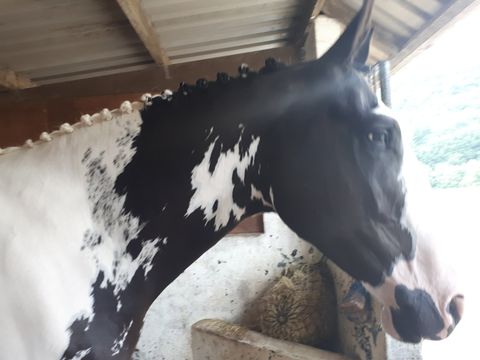 Horse shelter