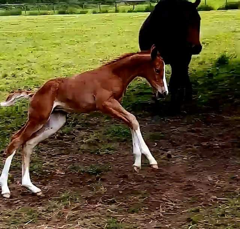 Pembrey Equestrian Centre 1