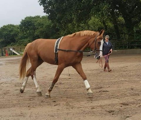 Pembrey Equestrian Centre 1