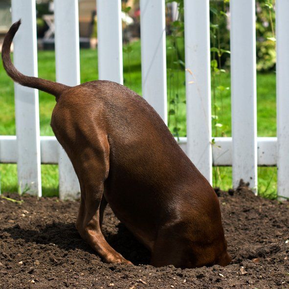 Gates — Madison, WI — Leading Edge Fences LLC
