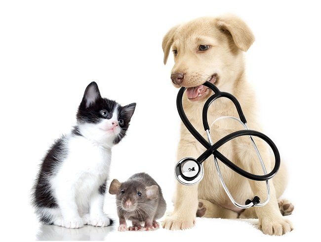 Gatto, topo e cane
