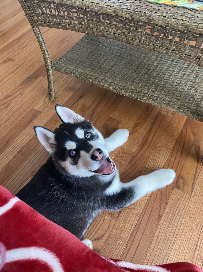A husky puppy is laying on the floor next to a wicker table.