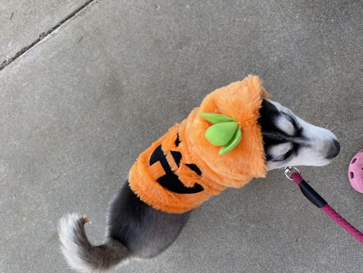 A husky dog wearing an orange pumpkin costume
