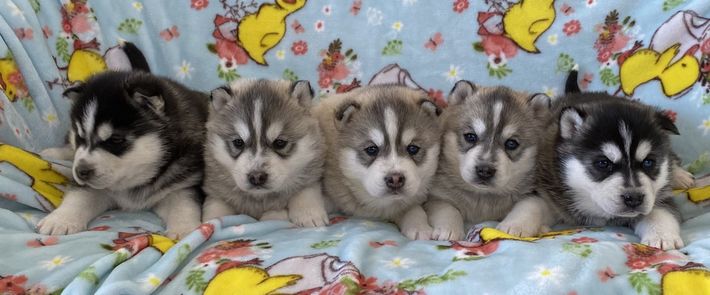 A group of husky puppies are sitting on a couch.