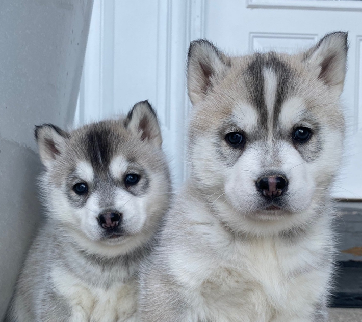 Two husky puppies are sitting next to each other in front of a door.