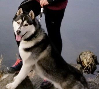 A person is standing next to a husky dog on a leash