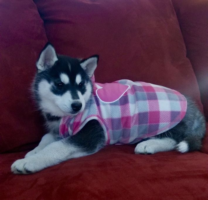 A husky puppy wearing a pink plaid shirt is laying on a red couch