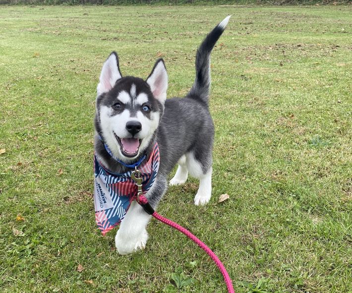 A husky puppy is standing in the grass on a leash.