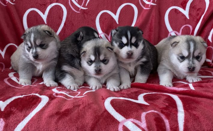 Four husky puppies are sitting on a red blanket with hearts on it.