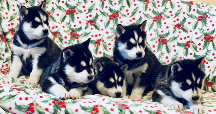 A group of husky puppies laying on top of a christmas blanket.