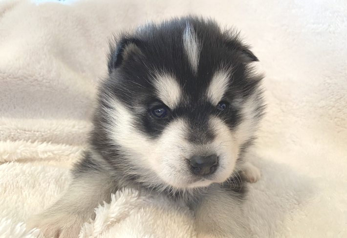 A husky puppy is laying on a blanket and looking at the camera.