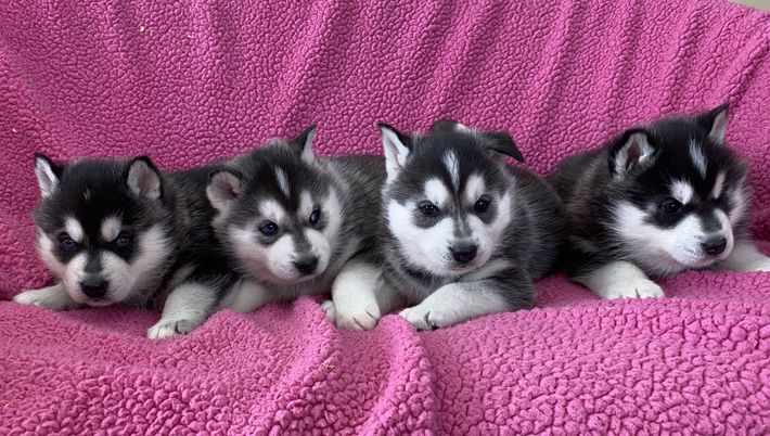 Four husky puppies are laying on a pink blanket.