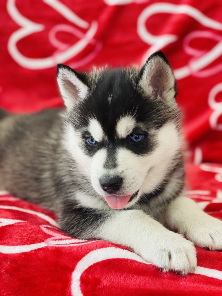 A husky puppy is laying on a red blanket with hearts on it