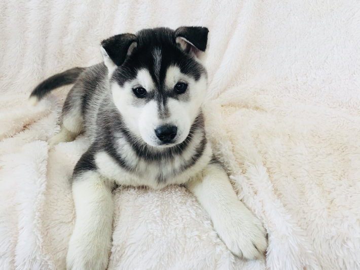 A husky puppy is laying on a white blanket on a bed.