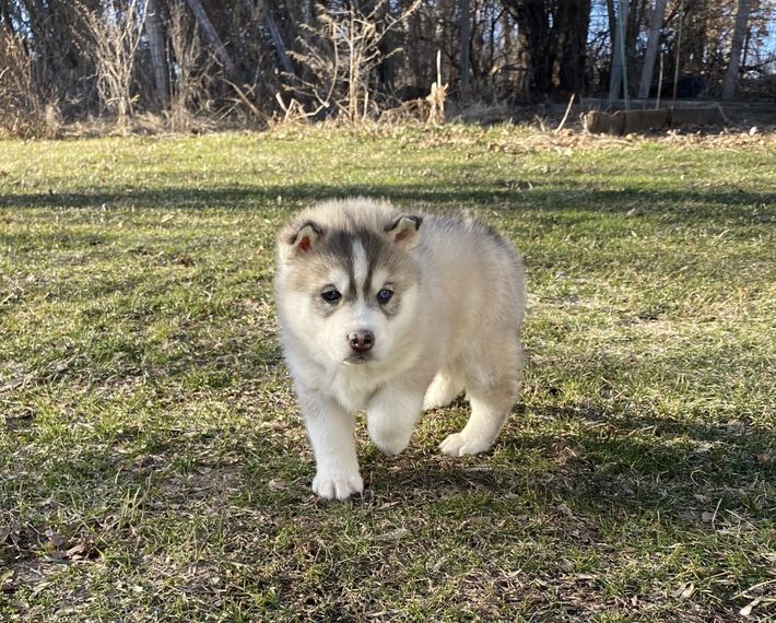 A husky puppy is walking through a grassy field.