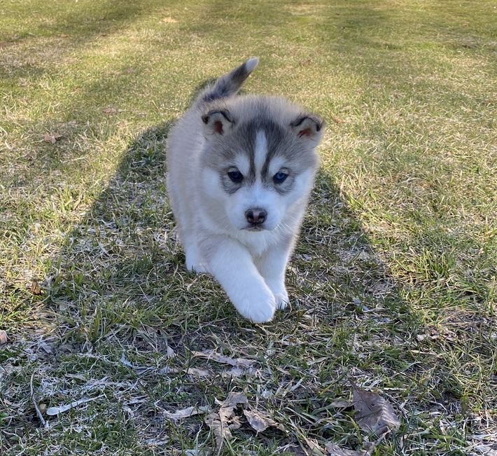 A husky puppy is walking in the grass.