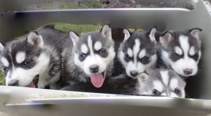 A group of husky puppies are sitting in a metal box.