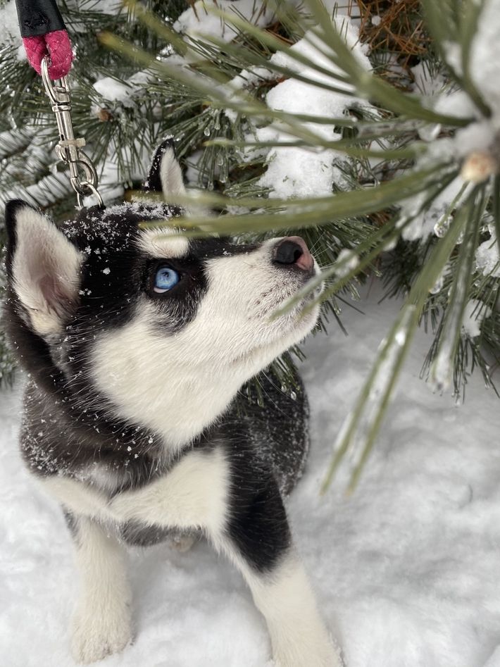 A husky puppy is standing in the snow near a christmas tree