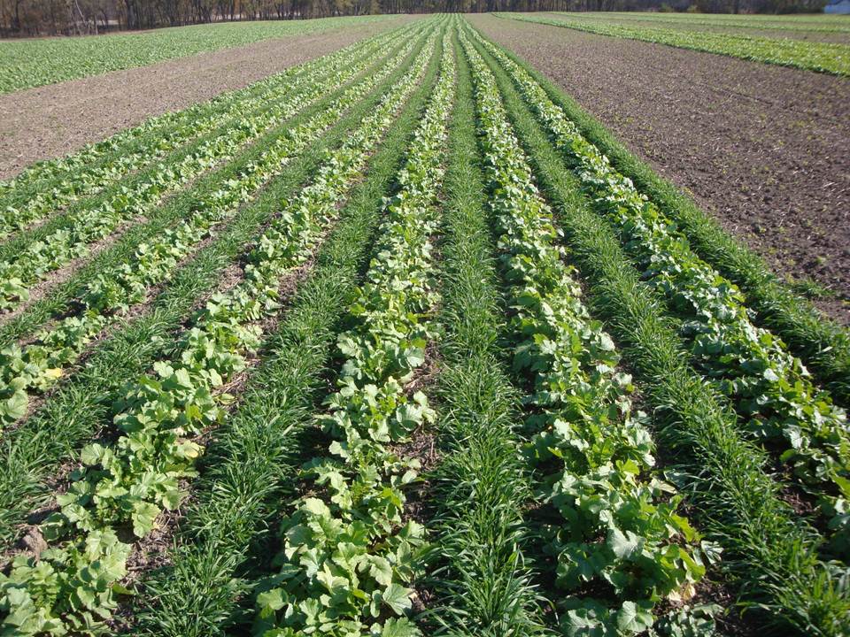 Cover Crops