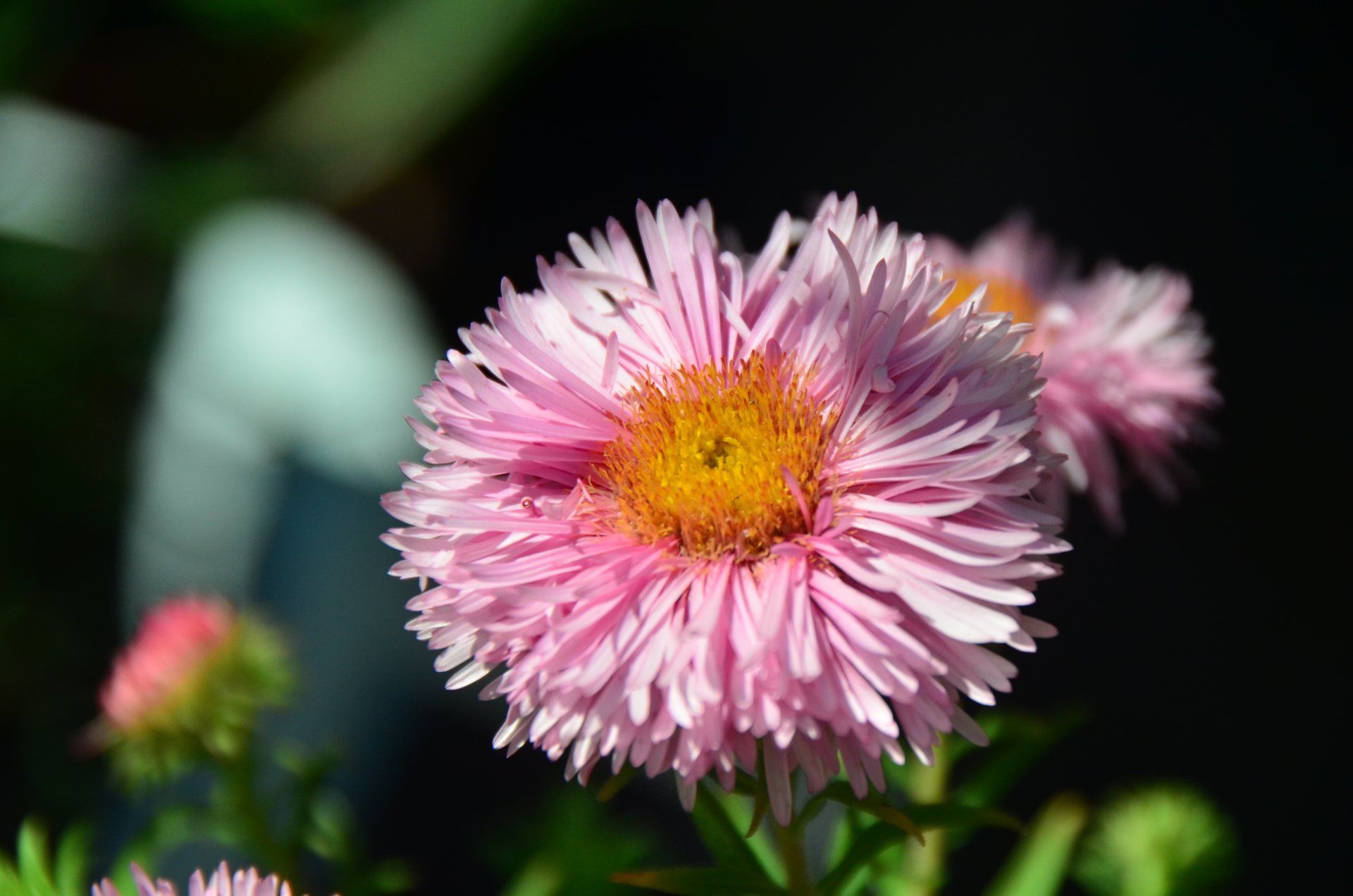 Eine Nahaufnahme einer rosa Blume mit gelber Mitte.