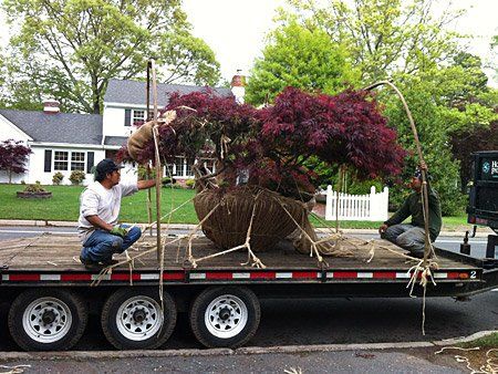 Dwarf Maple on a Truck — Lakewood, NJ — Howard Payne Landscaping & Design Inc.