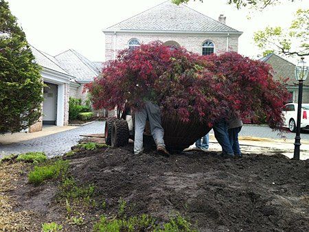 Dwarf Maple Planting — Lakewood, NJ — Howard Payne Landscaping & Design Inc.