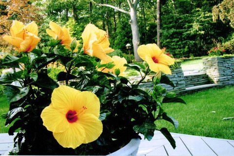 Gumamela Flowers — Lakewood, NJ — Howard Payne Landscaping & Design Inc.