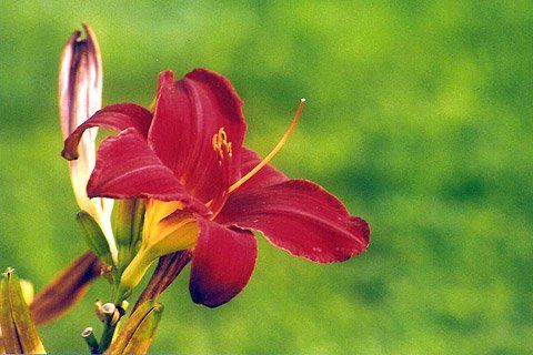 Red Orchid — Lakewood, NJ — Howard Payne Landscaping & Design Inc.