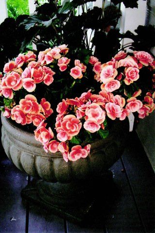 Peach Flowers — Lakewood, NJ — Howard Payne Landscaping & Design Inc.