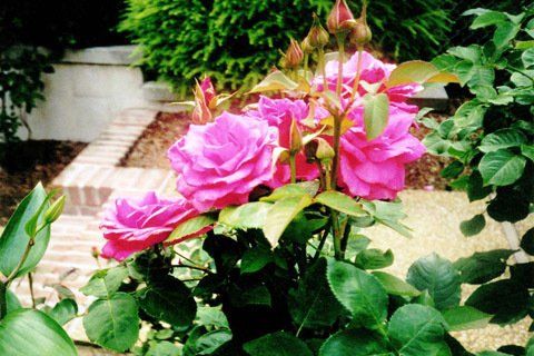 Roses Gardening — Lakewood, NJ — Howard Payne Landscaping & Design Inc.
