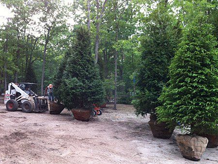 Large Trees — Lakewood, NJ — Howard Payne Landscaping & Design Inc.