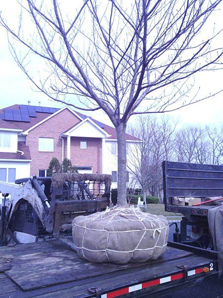 Big Tree Lifting — Lakewood, NJ — Howard Payne Landscaping & Design Inc.