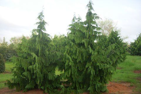 Green Trees — Lakewood, NJ — Howard Payne Landscaping & Design Inc.