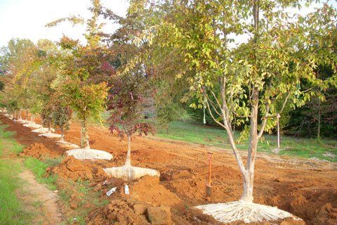Tree Planting Landscape — Lakewood, NJ — Howard Payne Landscaping & Design Inc.
