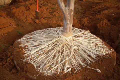Tree Planted — Lakewood, NJ — Howard Payne Landscaping & Design Inc.