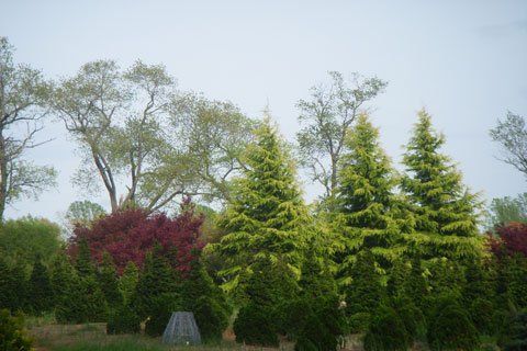 Trees and Flowers Landscape — Lakewood, NJ — Howard Payne Landscaping & Design Inc.