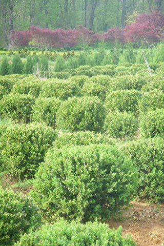 In Line Gardening Design — Lakewood, NJ — Howard Payne Landscaping & Design Inc.