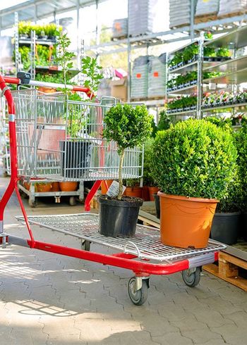Shopping Cart with Plants — Jacksonville, FL — Southern Tree Farm Shopping Cart with Plants — Jacksonville, FL — Southern Tree Farm