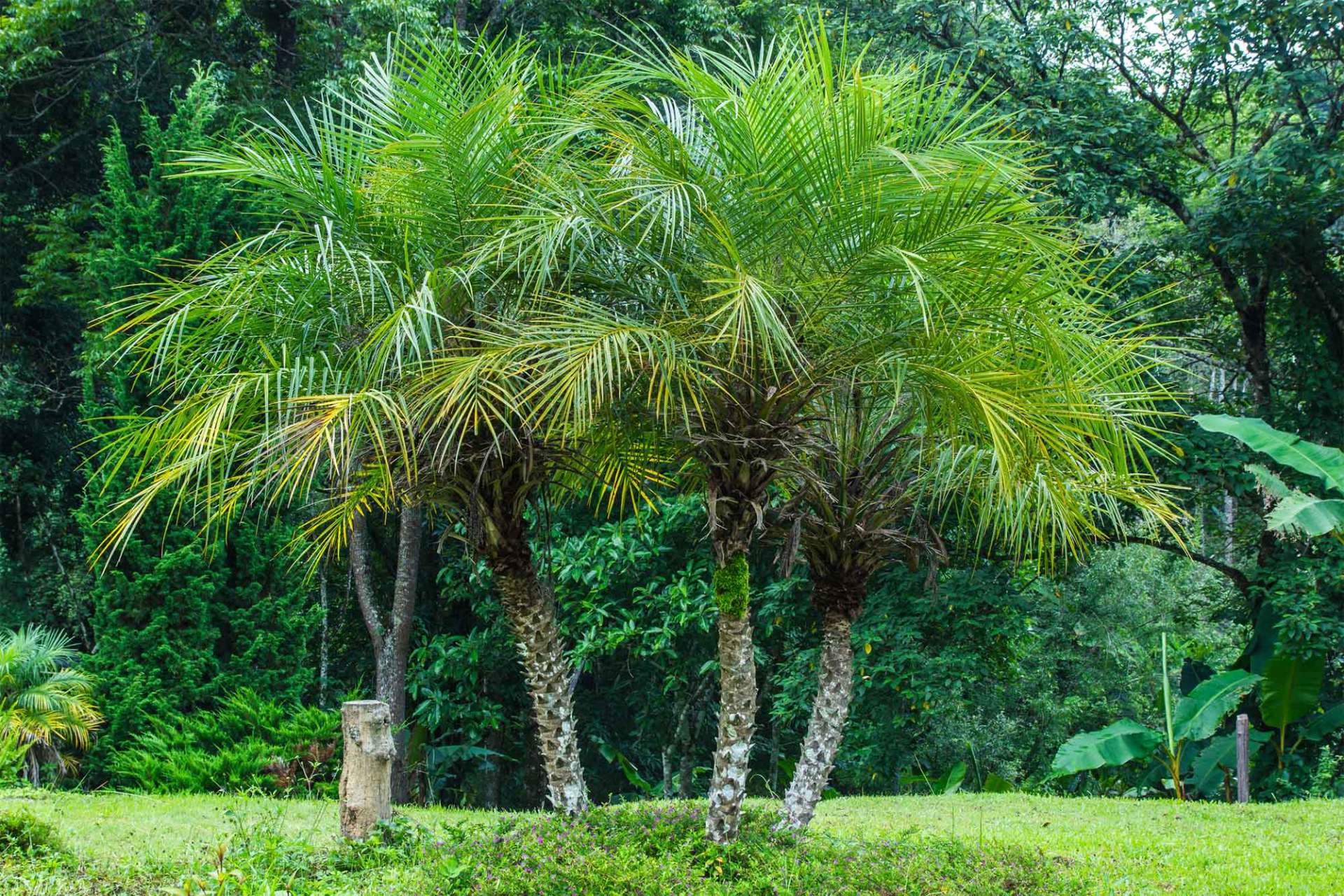 Pygmy Date Palm — Jacksonville, FL — Southern Tree Farm