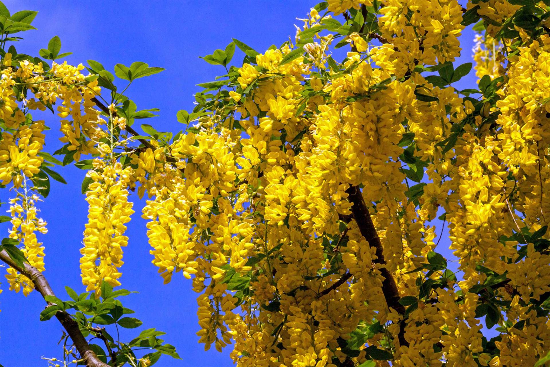 Golden Rain Tree — Jacksonville, FL — Southern Tree Farm