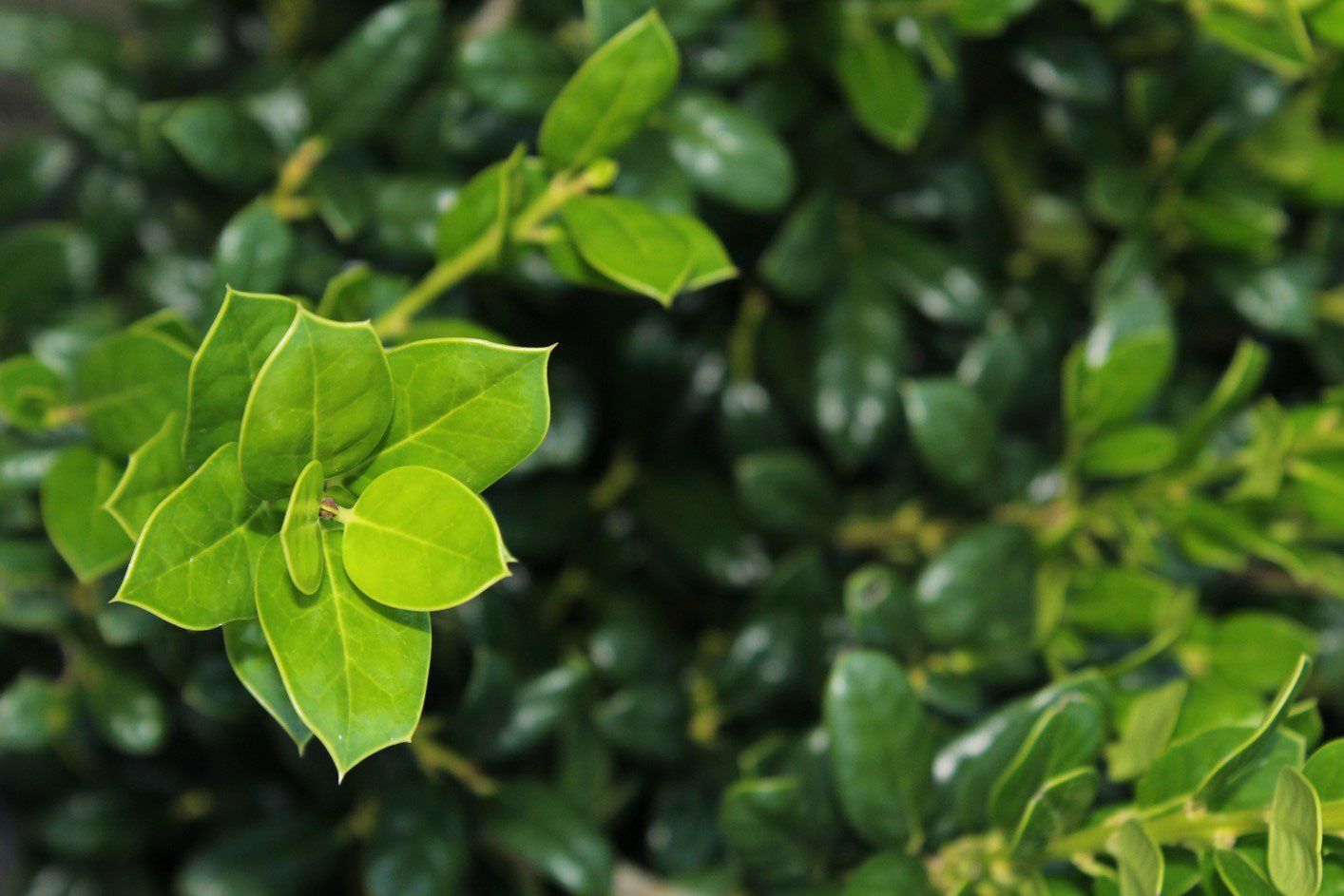 Potted Dwarf Burford Holly Hedge — Jacksonville, FL — Southern Tree Farm