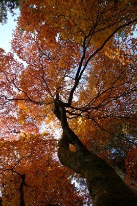 tree-care-northamptonshire-oxfordshire-leicestershire-warwickshire-maurice-fitch-tree-works-yellow-canopy