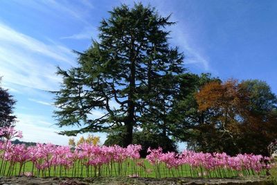 Mauric-Fitch-Tree-Works_Northamptonshire_HeroImage Mauric-Fitch-Tree-Works_Northamptonshire_HeroImage