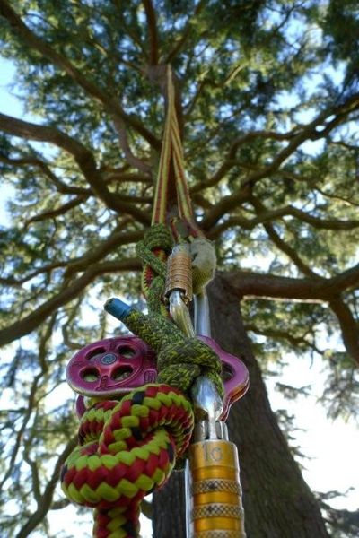 hedge-trimming-northamptonshire-oxfordshire-leicestershire-warwickshire-maurice-fitch-tree-works-trimmer