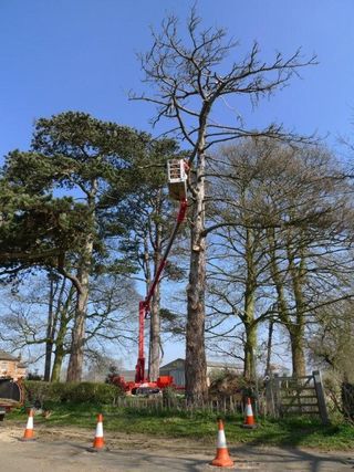 tree-works-northamptonshire-oxfordshire-leicestershire-warwickshire-maurice-fitch-tree-works-gallery tree-works-northamptonshire-oxfordshire-leicestershire-warwickshire-maurice-fitch-tree-works-gallery