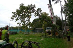 maurice-fitch-tree-works-Dismantling-Felling maurice-fitch-tree-works-Dismantling-Felling