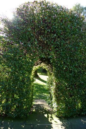 maurice-fitch-tree-works-Hedge-Trimming maurice-fitch-tree-works-Hedge-Trimming
