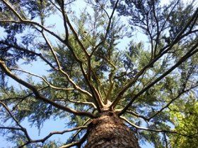 maurice-fitch-tree-works-Crown-Cleaning maurice-fitch-tree-works-Crown-Cleaning